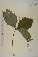 臺灣及己藏品圖，第1張