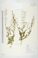 薺藏品圖，第1張