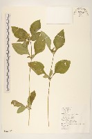 金腰箭藏品圖，第1張