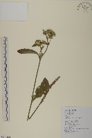 地膽草、毛蓮菜藏品圖，第1張