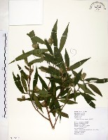 柳葉山茶藏品圖，第1張