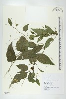 絞股藍藏品圖，第1張