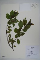 草野氏冬青藏品圖，第1張