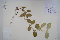 蘭嶼牛皮消、蘭嶼白薇藏品圖，第1張