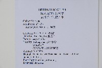 爵床藏品圖，第2張