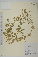 卷耳藏品圖，第1張