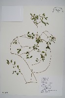 蔓雞冠、絹毛莧藏品圖，第1張