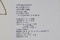 蔓雞冠、絹毛莧藏品圖，第2張