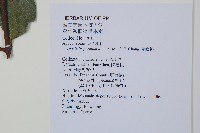 蘭嶼絡石藏品圖，第2張