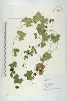 垂果瓜藏品圖，第1張