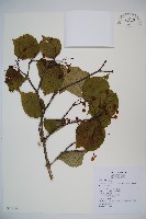 紅子莢迷藏品圖，第1張