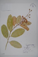 山柑、臺灣山柑藏品圖，第1張