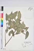 粗糠柴藏品圖，第1張