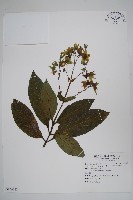 假酸漿藏品圖，第1張