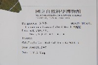 假酸漿藏品圖，第2張