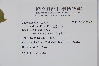 毛花山柑藏品圖，第2張