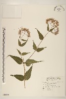 腺葉澤蘭藏品圖，第1張