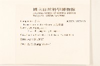 腺葉澤蘭藏品圖，第2張