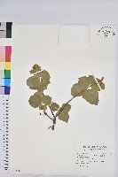 扛香藤藏品圖，第1張