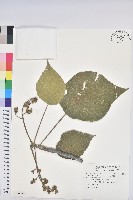 血桐藏品圖，第1張