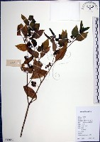 光果龍葵藏品圖，第1張