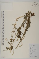 角菜、珍珠菜藏品圖，第1張