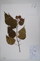 臙脂樹藏品圖，第1張