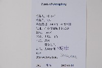 臙脂樹藏品圖，第2張