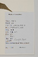 鬼針舅藏品圖，第2張