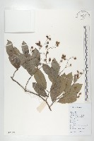 錫葉藤藏品圖，第1張