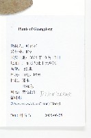 錫葉藤藏品圖，第2張