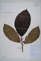 水東哥藏品圖，第1張