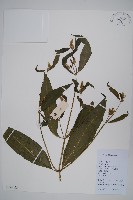 柳葉牛膝藏品圖，第1張