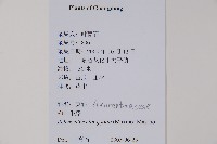 柳葉牛膝藏品圖，第2張