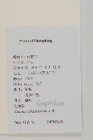 艾納香藏品圖，第2張