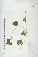 裸瓣瓜藏品圖，第1張