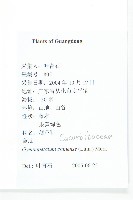 裸瓣瓜藏品圖，第2張