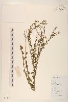 雞兒腸藏品圖，第1張