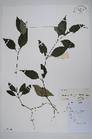 針刺草藏品圖，第1張