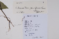 針刺草藏品圖，第2張