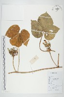 裂葉牽牛藏品圖，第1張