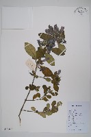 假杜鵑藏品圖，第1張