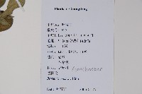 假杜鵑藏品圖，第2張