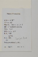 紫背草藏品圖，第2張