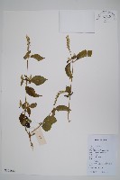 土牛膝藏品圖，第1張