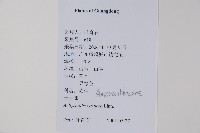 土牛膝藏品圖，第2張