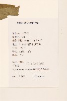 野茼蒿藏品圖，第2張