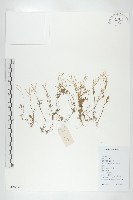 廣東葶藶藏品圖，第1張