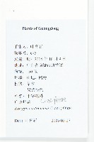 廣東葶藶藏品圖，第2張