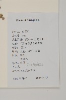 艾、五月艾藏品圖，第2張